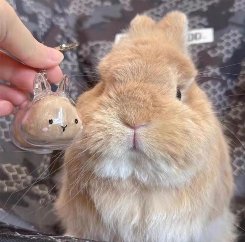 capsule de stockage commémorative pour poils d'animaux